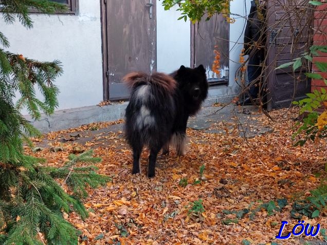 30.10.2024 -  Herbst im Brucker Garten